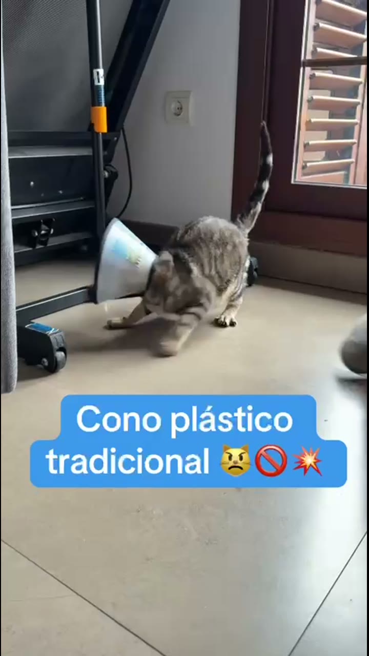 Michimood ad demonstrating a soft recovery collar on a cat.